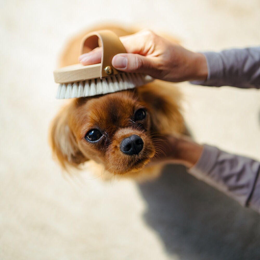 Gethårsborste med Läderrem S