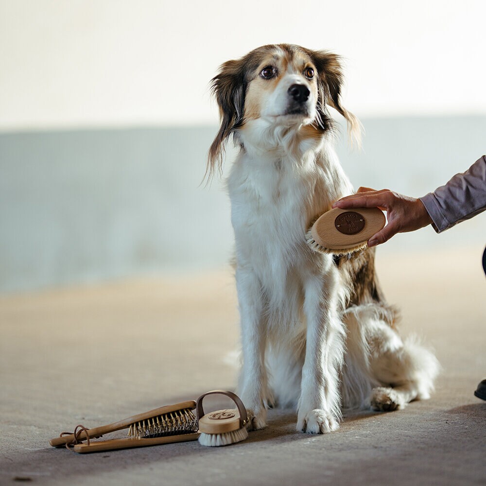 Huvudborste liten med tagelborst