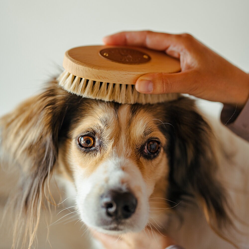 Huvudborste liten med tagelborst